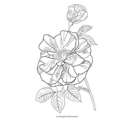 orchids-amp-roses-coloring-book-171.jpg