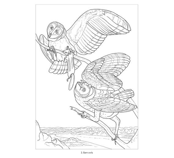 owls-coloring-book-44.jpg