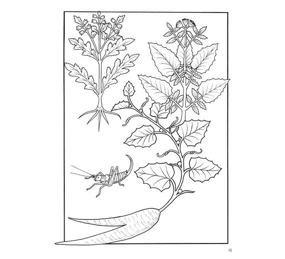 elegant-herbs-medicinal-plants-coloring-book-12.jpg
